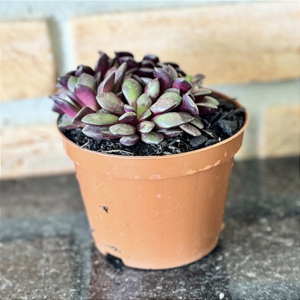 Anacampseros Rufescens Pote 11