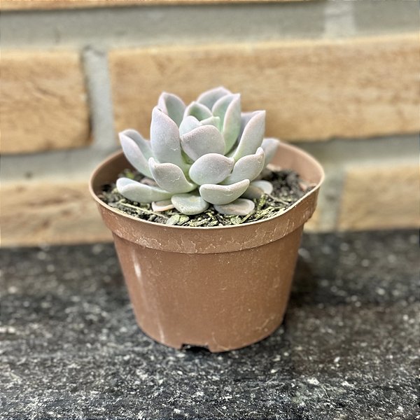 Echeveria Orpet Pote 11