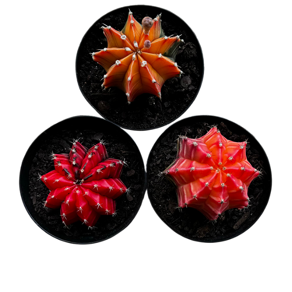 Kit 3 Cactos Gymnocalycium Mihanovichii Variegata Pote 9