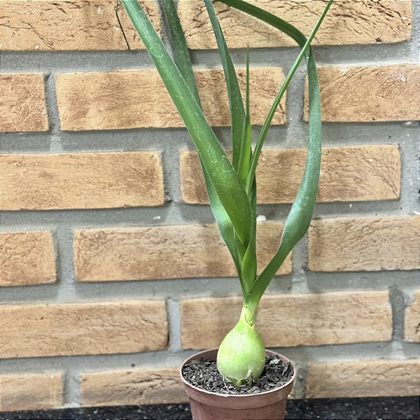 Cebola Grávida (albuca Bracteata) Pote 11