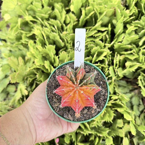 Cacto Gymnocalycium Mihanovichii Variegata Pote 11 Edição Limitada