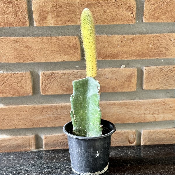 Cacto rabo de gato variegata enxertado - pote 11