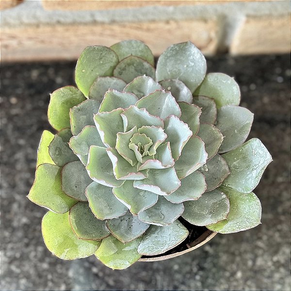 Echeveria Camisole pote 11