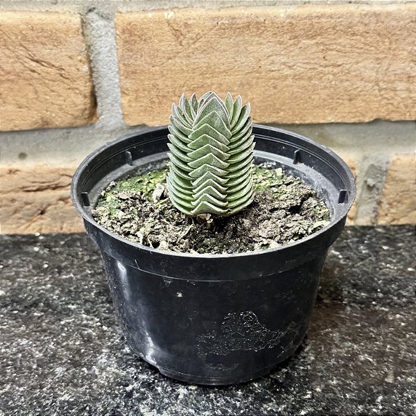 Crassula Templo de Buda pote 9