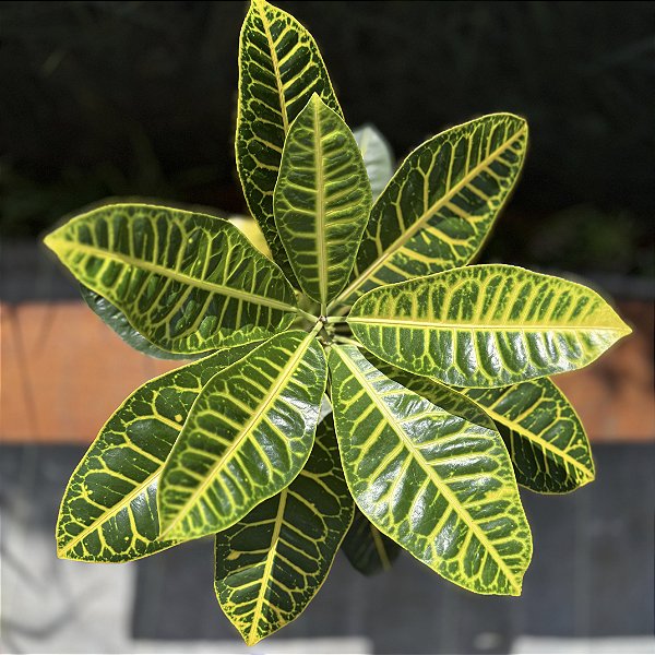 Croton Canarinho pote 17