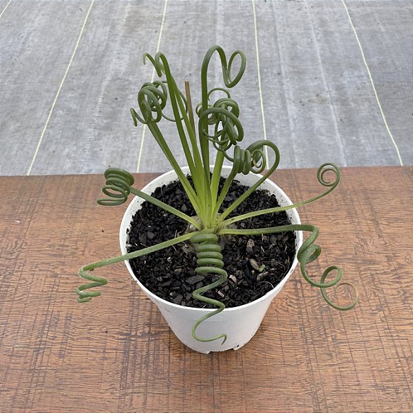 Albuca Spiralis pote 9