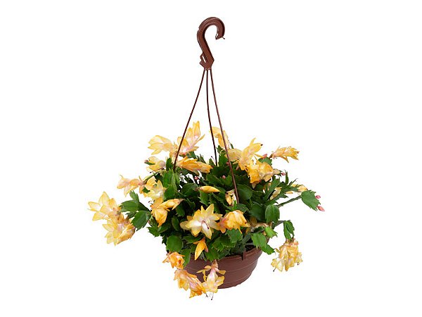 Flor de Maio Amarelo Cuia 21