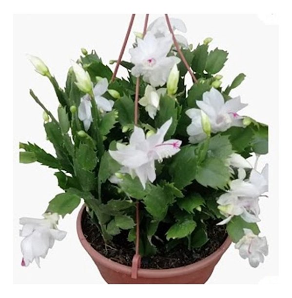 Flor de Maio Branca Cuia 21