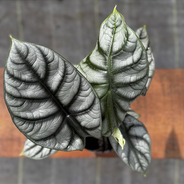 Alocasia Silver Dragon Pote 12