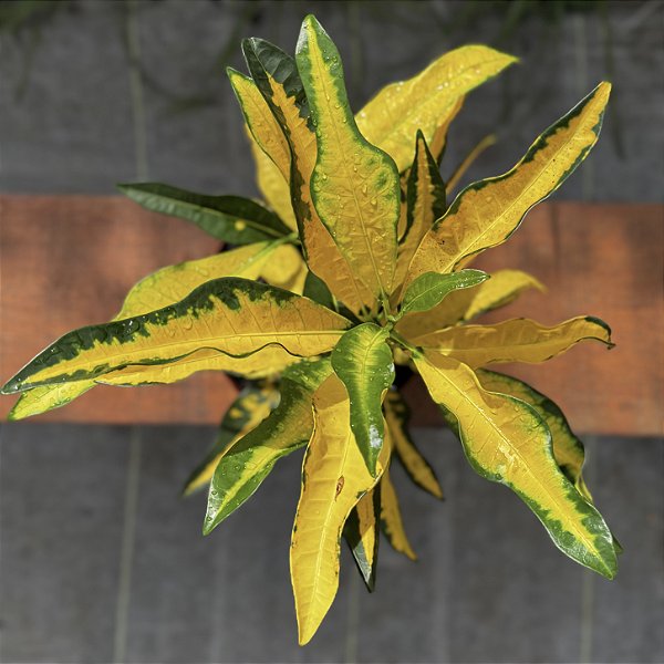 Croton Brasil Pote 17