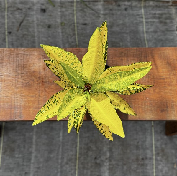 Croton Golden Sun Pote 15
