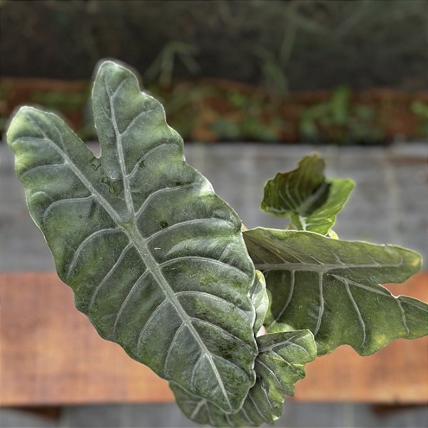 Alocasia Chantrieri Pote 12
