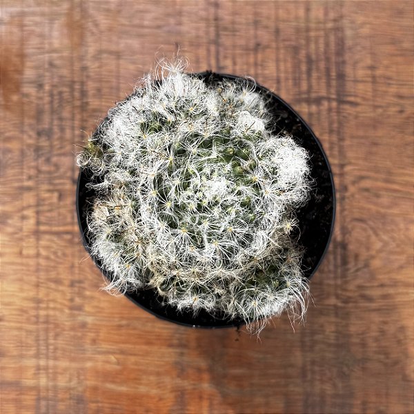 Cacto Mammillaria Bocasana Pote 09