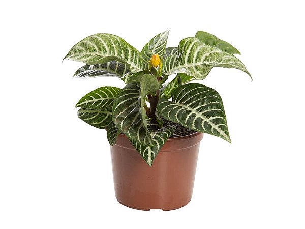 Aphelandra Pote 15