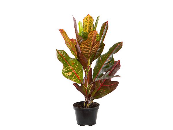 Croton Hibrido Excellent Pote 15
