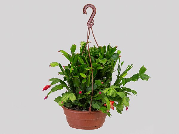 Flor de Maio Vermelha Cuia 21