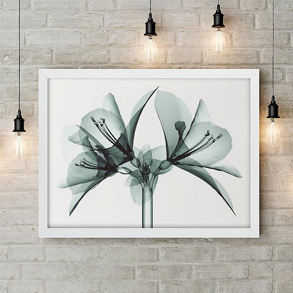 Quadro Decorativo Amaryllis Raio-X