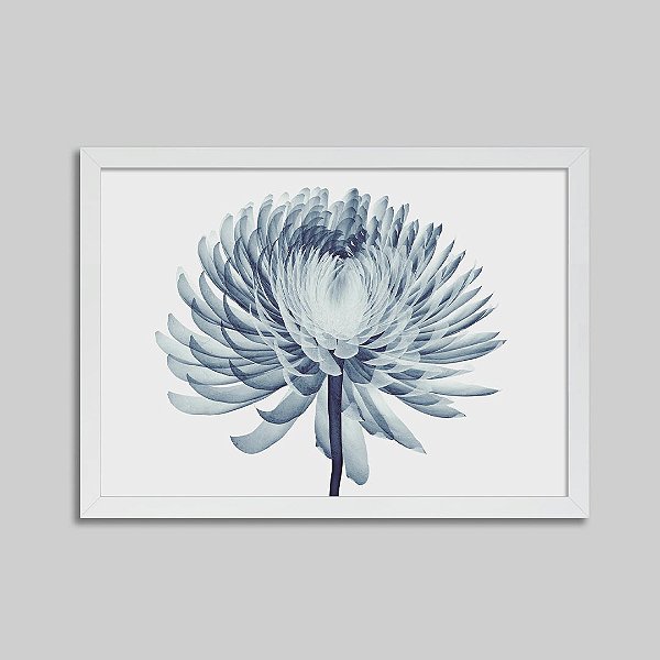 Quadro Decorativo Chrysanthemum Pompom Raio-X