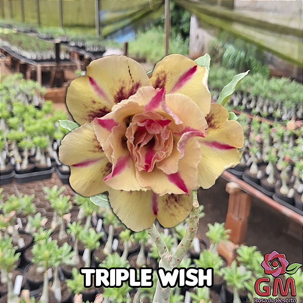 0040 - Rosa do Deserto - TRIPLE WISH ( PERFUMADA )