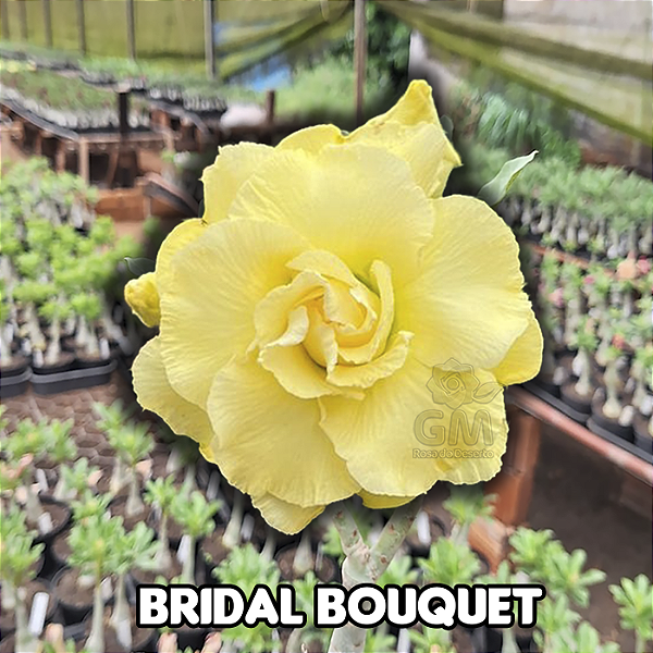 0041 - Rosa do Deserto - BRIDAL BOUQUET