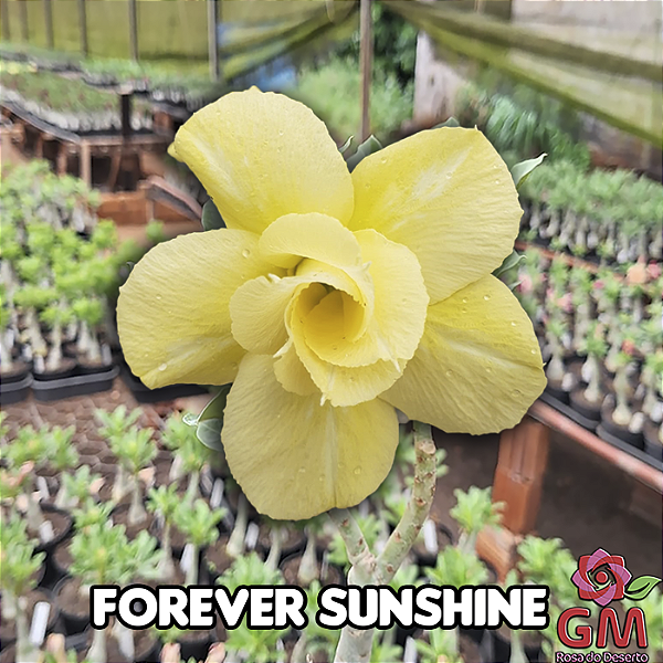 0043 - Rosa do Deserto - FOREVER SUNSHINE
