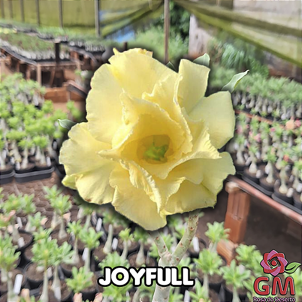 0046 - Rosa do Deserto - JOYFULL