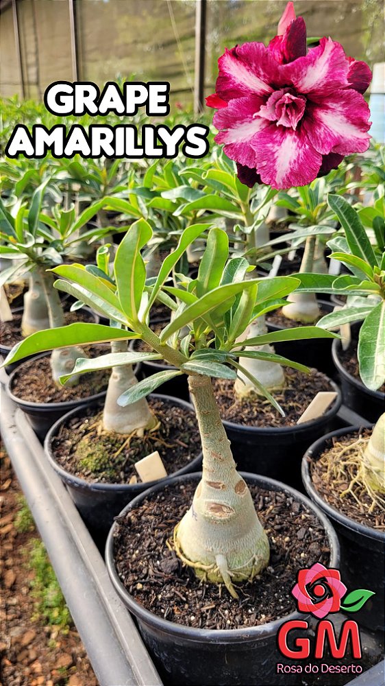 0047 - Rosa do Deserto- GRAPE AMARILLYS