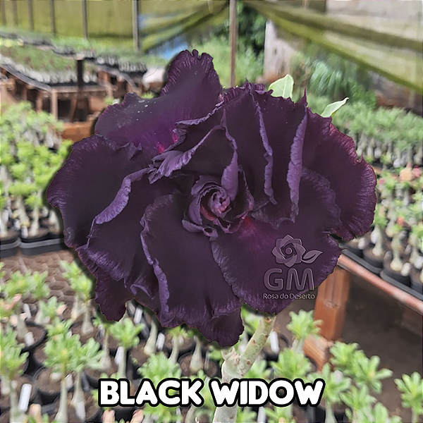 0049 - Rosa do Deserto - BLACK WIDOW ( MultiPétalas )