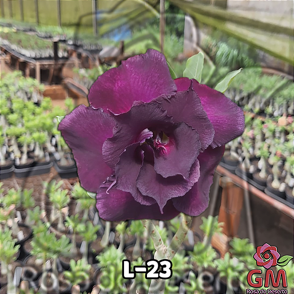 0050 - Rosa do Deserto- L-23