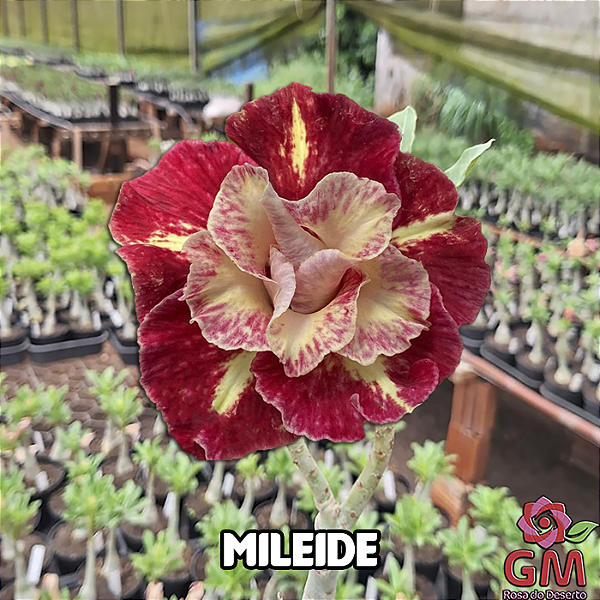 0053 - Rosa do Deserto - MILEIDE