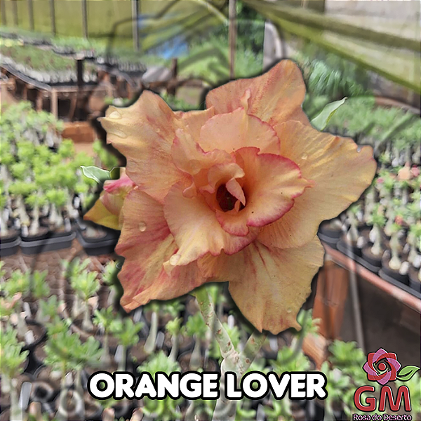 0056 - Rosa do Deserto - ORANGE LOVER  (IMPORTADA)