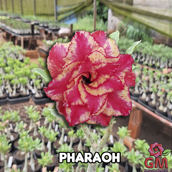 0057 - Rosa do Deserto - PHARAOH