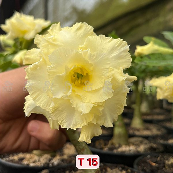 0232 - Rosa do Deserto- T-15 ( TRIPLA )