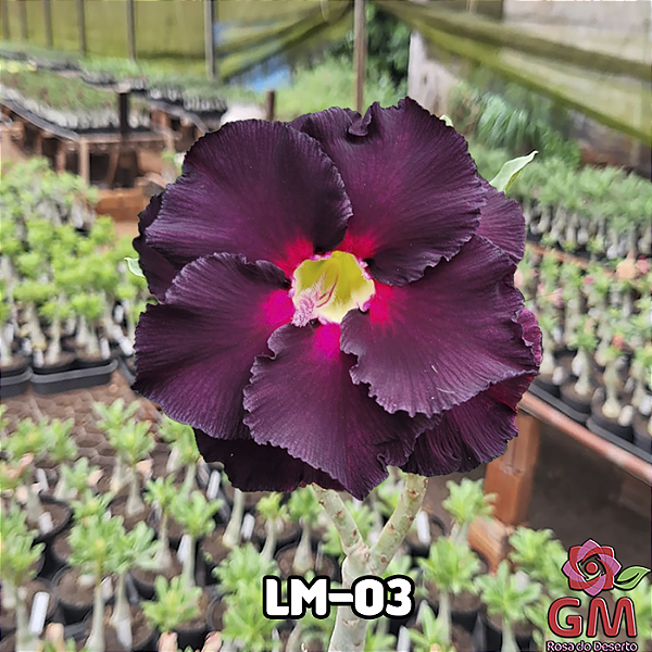 0061 - Rosa do Deserto - LM-03