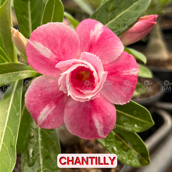 0258 - Rosa do Deserto - CHANTILLY