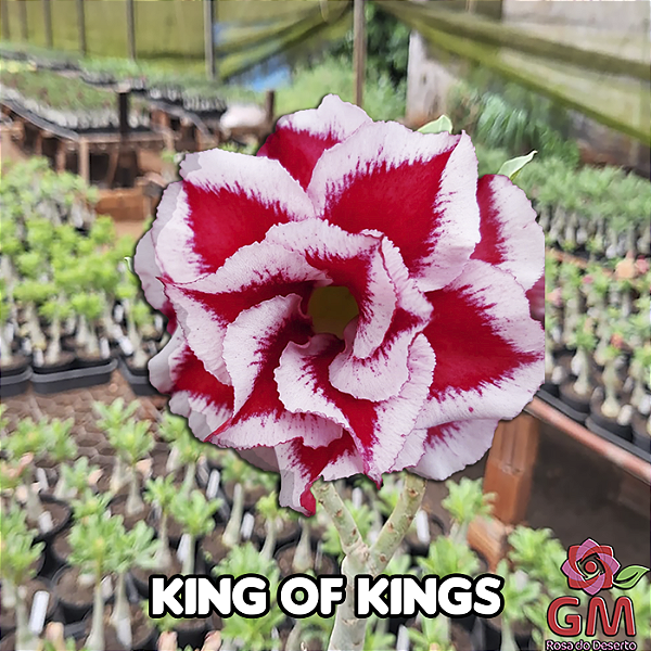0066 - Rosa do Deserto - KING OF KINGS
