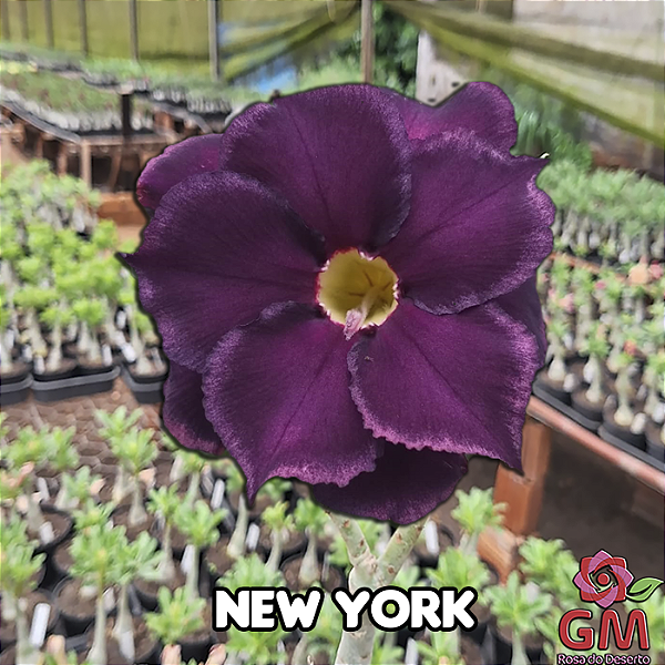 0067 - Rosa do Deserto - NEW YORK