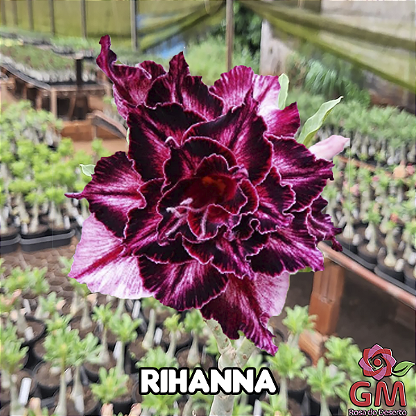 0068 - Rosa do Deserto - RIHANNA ( MULTIPÉTALAS )