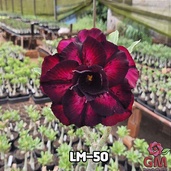 0070 - Rosa do Deserto - LM-50