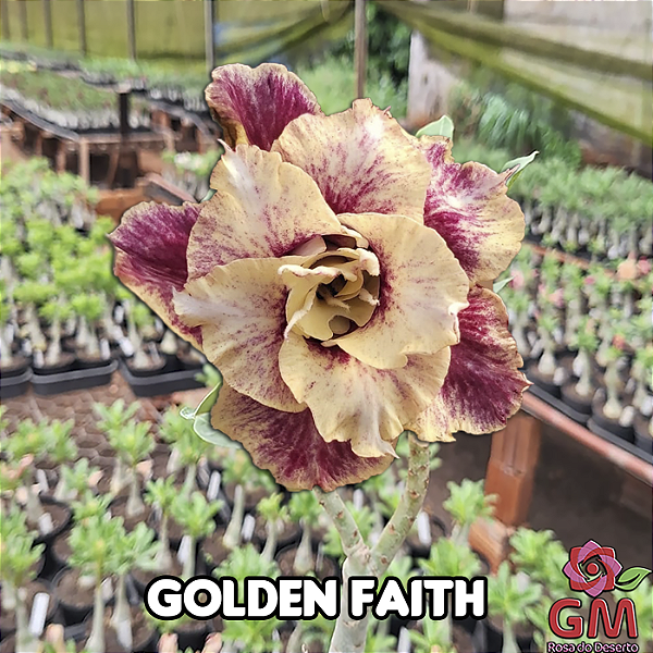 0081 - Rosa do Deserto - GOLDEN FAITH ( PERFUMADA )