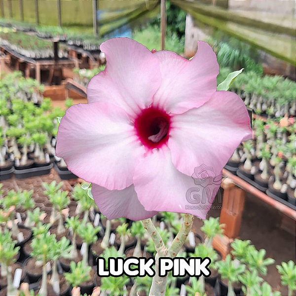 0082 - Rosa do Deserto - LUCKY PINK ( IMPORTADA )