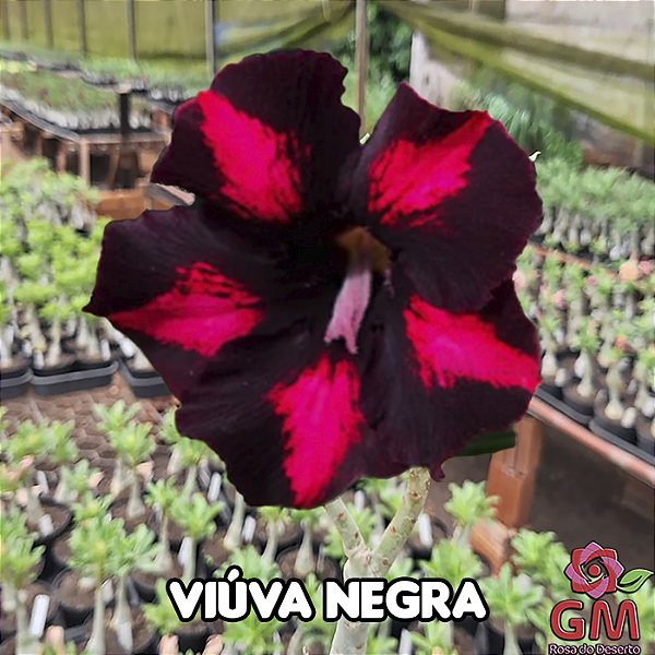 0083 - Rosa do Deserto - VIÚVA NEGRA