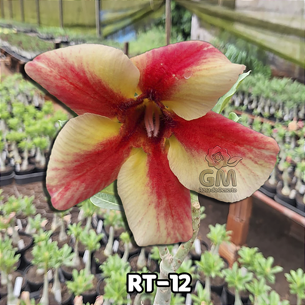 0086 - Rosa do Deserto - RT-12