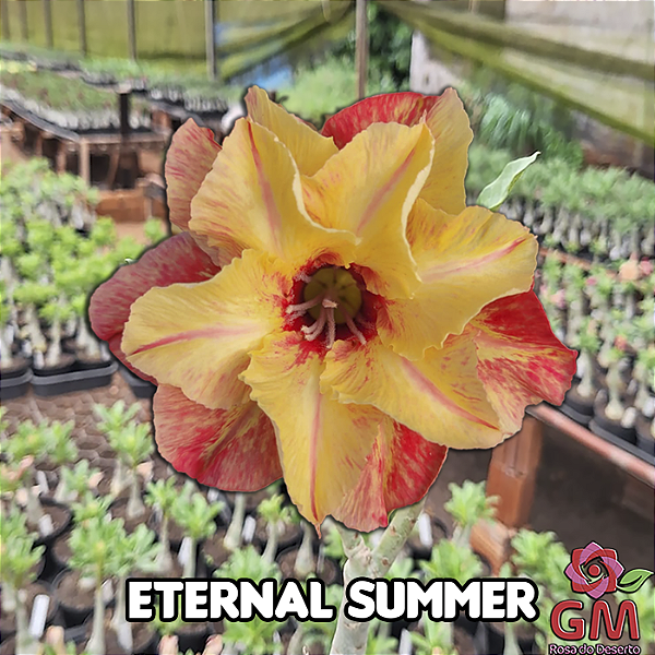 0087 - Rosa do Deserto - ETERNAL SUMMER