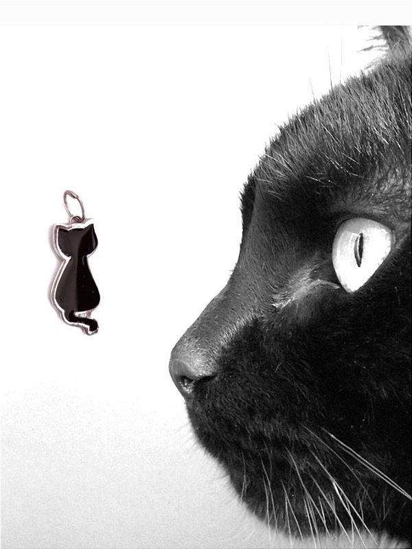 Gato Preto