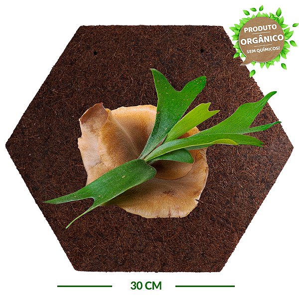 Placa de Fibra de Coco Colmeia 30 cm - Orquídea Chifre de Veado - Coquim