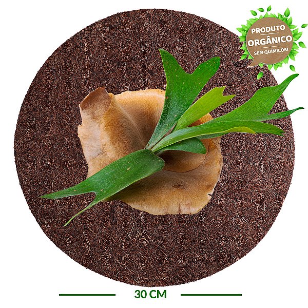 Placa de Fibra de Coco Redonda 30 cm - Orquídea Chifre de Veado - Coquim