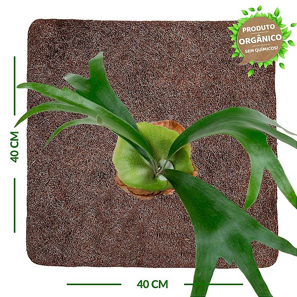 Placa de Fibra de Coco 40x40 cm - Orquídea Chifre de Veado - Coquim