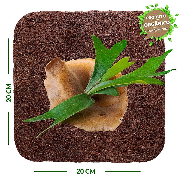 Placa de Fibra de Coco 20x20 cm - Orquídea Chifre de Veado - Coquim