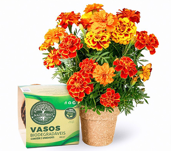 Kit Vasos Biodegradáveis Grande - 3 und - NagmoBio